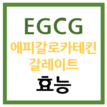 EGCG 에피갈로카테킨갈레이트