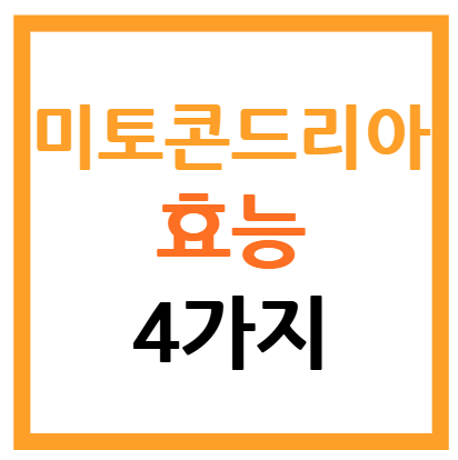 미토콘드리아 효능